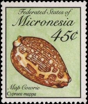 Colnect-2758-634-Map-Cowry-Cypraea-mappa.jpg