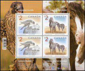 Colnect-2991-420-Peregrine-Falcon-Falco-peregrinus-Sable-Island-Horse-Equ.jpg