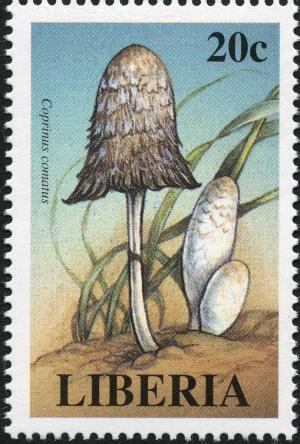 Colnect-3120-037-Coprinus-comatus.jpg