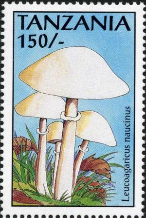 Colnect-3229-086-Leucoagaricus-naucinus.jpg