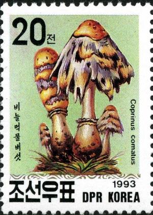 Colnect-3678-760-Coprinus-comatus.jpg