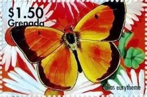 Colnect-4592-788-Colias-eurytheme.jpg