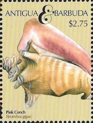 Colnect-5219-271-Pink-Conch-Strombus-gigas.jpg