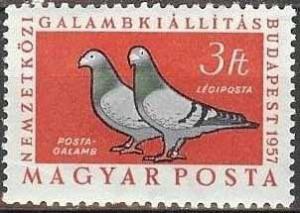 Colnect-596-303-Carrier-Pigeon-Columba-livia-forma-domestica.jpg