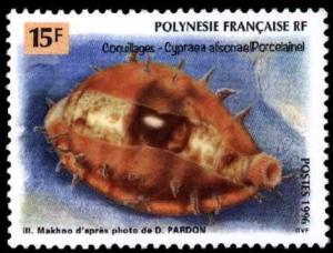 Colnect-672-540-Alison-s-Cowrie-Cypraea-alisonae.jpg