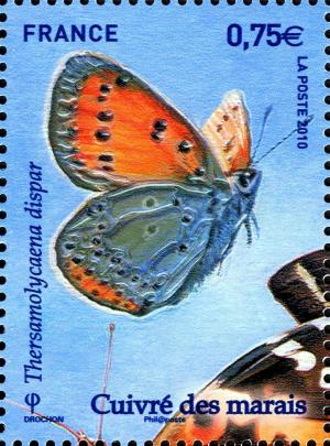 Colnect-721-383-Large-Copper-Lycaena-dispar.jpg