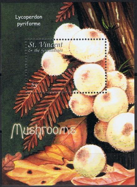 Colnect-4481-532-Lycoperdon-pyriforme.jpg