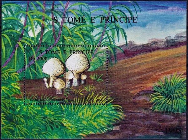 Colnect-4468-849-Lycoperdon-pyriforme.jpg