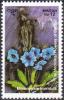 Colnect-3319-775-Meconopsis-horridula.jpg