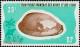 Colnect-792-975-Burnt-Cowry-Cypraea-exhusta.jpg