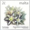 Colnect-131-370-Pancratium-maritimum.jpg