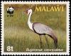 Colnect-864-281-Wattled-Crane-Grus-carunculata.jpg