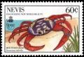 Colnect-3533-420-Mountain-crab-Gecarcinus-ruricola.jpg