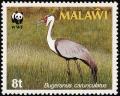 Colnect-864-281-Wattled-Crane-Grus-carunculata.jpg