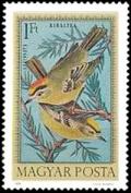 Colnect-893-983-Common-Firecrest-Regulus-ignicapilla.jpg