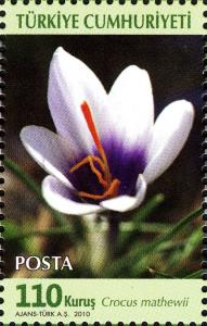 Colnect-1001-262-Crocus-mathewii.jpg