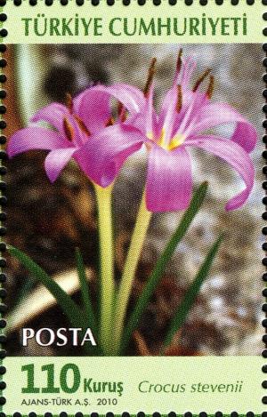 Colnect-1001-247-Crocus-stevenii.jpg