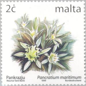 Colnect-131-370-Pancratium-maritimum.jpg