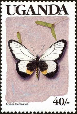 Colnect-4282-009-Glassy-Acraea-Acraea-semivitrea.jpg