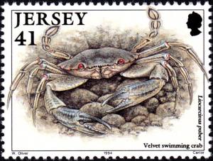 Colnect-6141-402-Velvet-Crab-Liocarcinus-puber.jpg