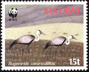 Colnect-864-282-Wattled-Crane-Grus-carunculata.jpg