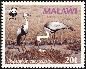 Colnect-864-283-Wattled-Crane-Grus-carunculata.jpg