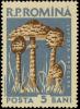 Colnect-4840-791-Macrolepiota-procera.jpg