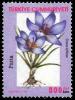 Colnect-975-889-Crocus-biflorus.jpg