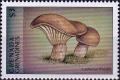 Colnect-4033-652-Lactarius-trivialis.jpg