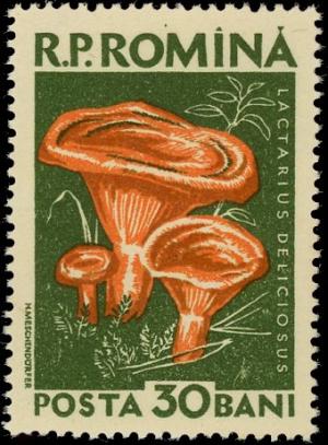 Colnect-4840-794-Lactarius-deliciosus.jpg