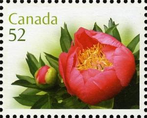 Colnect-765-242-Paeonia-lactiflora--Coral--n-Gold-.jpg