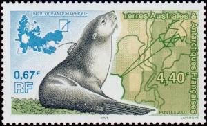 Colnect-887-013-Kerguelen-Fur-Seal-Arctocephalus-gazella-with-Transmitter.jpg