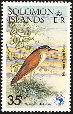 Nankeen-Night-Heron-Nycticorax-caledonicus.jpg