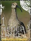 Colnect-6529-017-Common-Curlew-Numenius-arquata.jpg