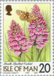 Colnect-125-210-Dactylorhiza-maculata---Heath-Spotted-Orchid.jpg