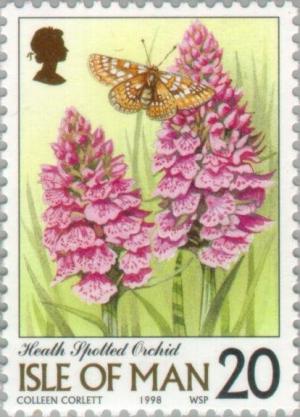 Colnect-125-210-Dactylorhiza-maculata---Heath-Spotted-Orchid.jpg