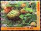 Colnect-3012-982-Cucurbita-maxima.jpg