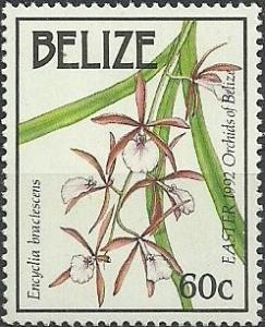 Colnect-1792-130--Encyclia-bractescens.jpg