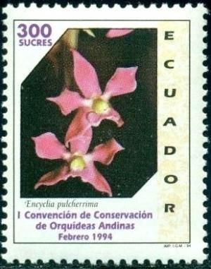 Colnect-2422-031-Encyclia-pulcherrima.jpg