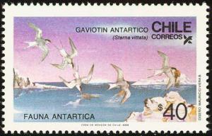 Colnect-2607-655-Antartic-Tern-Sterna-vittata-.jpg