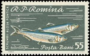 Colnect-4840-968-Pontic-Shad-Alosa-pontica.jpg