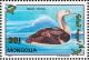 Colnect-860-498-Pacific-Loon-Gavia-pacifica.jpg