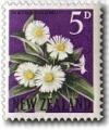 Colnect-447-519-Mountain-Daisy-Celmisia-coriacea.jpg