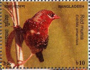 Colnect-5250-690-Red-Avadavat-Amandava-amandava.jpg