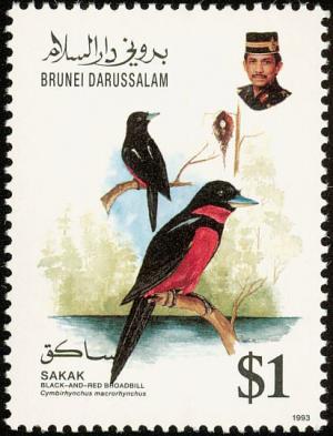 Colnect-1473-784-Black-and-red-Broadbill-Cymbirhynchus-macrorhynchos.jpg