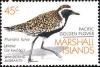 Colnect-1010-655-Pacific-Golden-Plover-Pluvialis-fulva.jpg