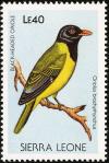 Colnect-1618-031-Western-Black-headed-Oriole-Oriolus-brachyrynchus.jpg