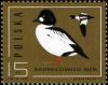 Colnect-1961-106-Common-Goldeneye-Bucephala-clangula.jpg