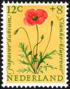 Colnect-2192-816-Long-headed-Poppy-Papaver-dubium.jpg