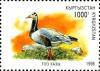 Colnect-2688-204-Bar-headed-Goose-Anser-indicus.jpg